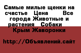 Самые милые щенки на счастье › Цена ­ 1 - Все города Животные и растения » Собаки   . Крым,Жаворонки